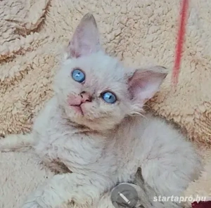  Selkirk Rex göndör szőrű cica babák foglalhatóak. - kép 7