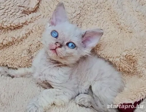  Selkirk Rex göndör szőrű cica babák foglalhatóak. - kép 2