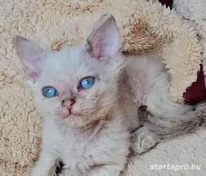  Selkirk Rex göndör szőrű cica babák foglalhatóak. - kép 3
