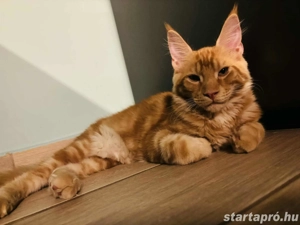 Gyönyörű Maine Coon fiúcska  - kép 3
