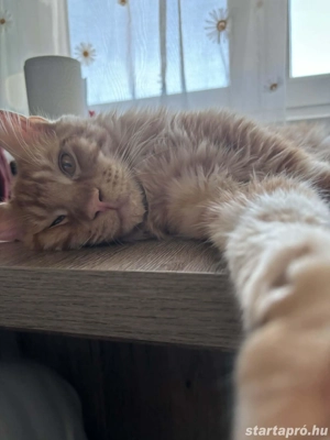 Gyönyörű Maine Coon fiúcska  - kép 2