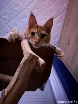 Gyönyörű Maine Coon fiúcska 