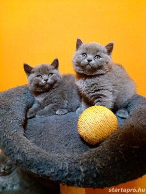 Gyönyörű kék brit rövidszőrű kiscicák!!  - kép 11