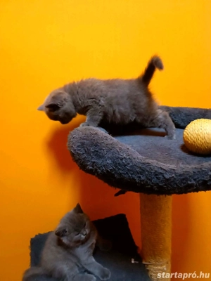 Gyönyörű kék brit rövidszőrű kiscicák!!  - kép 3