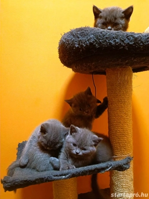 Gyönyörű kék brit rövidszőrű kiscicák!!  - kép 9