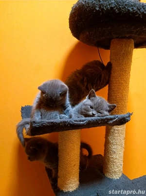 Gyönyörű kék brit rövidszőrű kiscicák!!  - kép 8