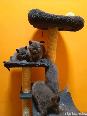 Gyönyörű kék brit rövidszőrű kiscicák!!  - kép 6