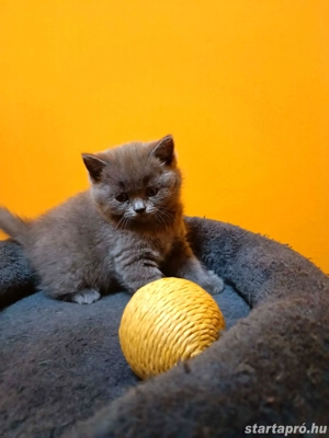 Gyönyörű kék brit rövidszőrű kiscicák!!  - kép 7