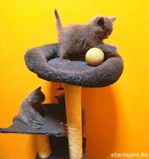 Gyönyörű kék brit rövidszőrű kiscicák!!  - kép 2