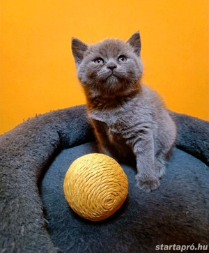 Gyönyörű kék brit rövidszőrű kiscicák!!  - kép 10