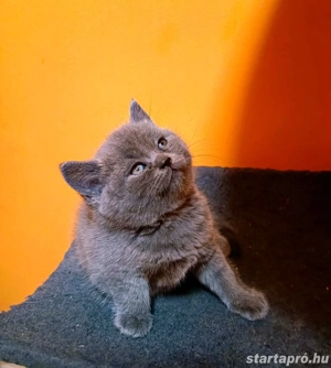 Gyönyörű kék brit rövidszőrű kiscicák!!  - kép 4