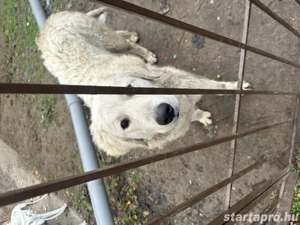 Ingyen elvihető kuvasz szuka - kép 2