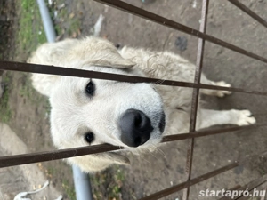 Ingyen elvihető kuvasz szuka