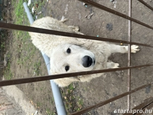 Ingyen elvihető kuvasz szuka - kép 3