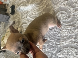 csivava minike lila színben - kép 3