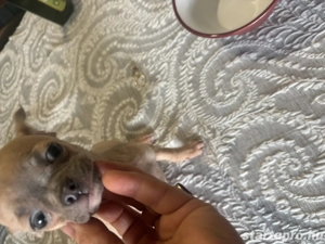 csivava minike lila színben - kép 2