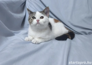 Brit rövid szőrű kislány eladó  - kép 3