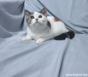 Brit rövid szőrű kislány  - kép 3