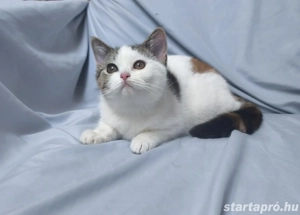 Brit rövid szőrű kislány  - kép 2