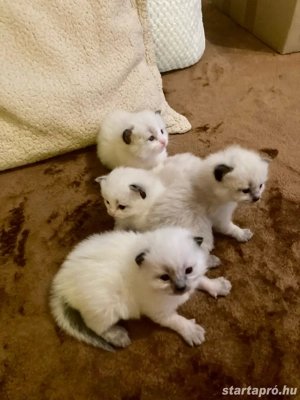 Ragdoll babák - kép 2