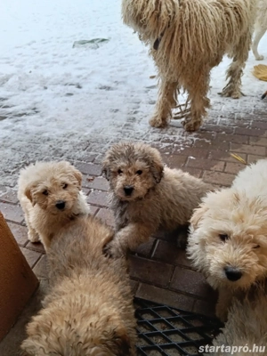 Komondor jellegű kiskutyák  - kép 3