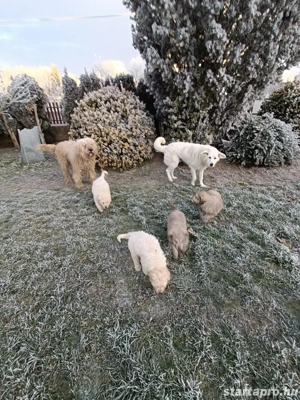 Komondor jellegű kiskutyák  - kép 4