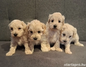 Maltipoo kan kiskutyák foglalhatóak - kép 3
