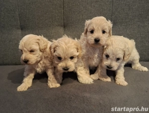Maltipoo kan kiskutyák foglalhatóak - kép 5