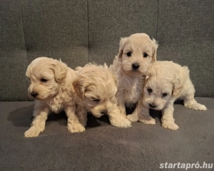 Maltipoo kan kiskutyák foglalhatóak - kép 2