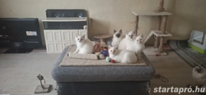 Ragdoll X Brit rövidszőrű kiscicák - kép 2