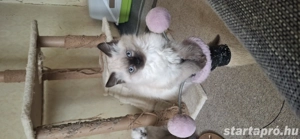 Ragdoll X Brit rövidszőrű kiscicák - kép 3