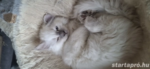 Ragdoll X Brit rövidszőrű kiscicák - kép 5