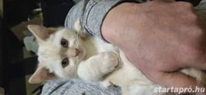 Ragdoll X Brit rövidszőrű kiscicák - kép 7