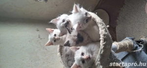 Ragdoll X Brit rövidszőrű kiscicák - kép 6