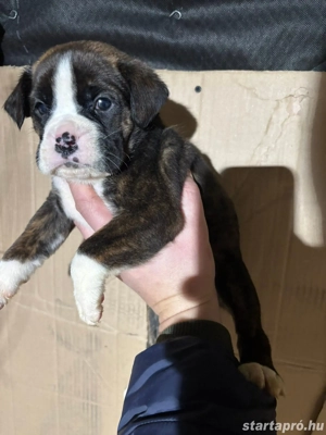  Német Boxer kölykök - kép 5