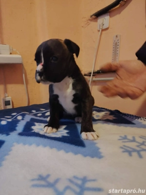  Német Boxer kölykök - kép 2