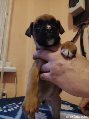  Német Boxer kölykök - kép 4