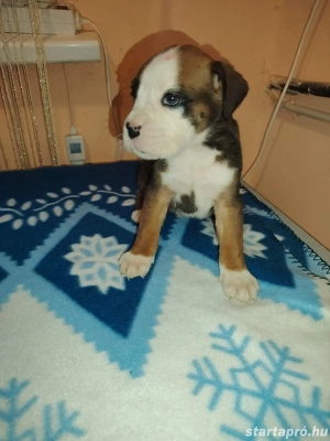  Német Boxer kölykök - kép 3
