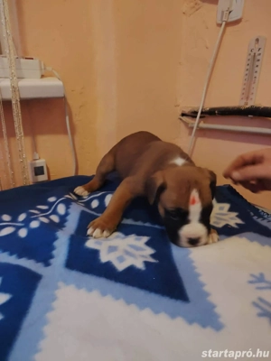  Német Boxer kölykök