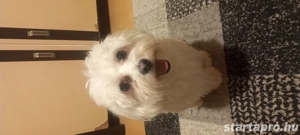 Máltai selyemszőrű fiú kutya - kép 4