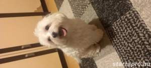 Máltai selyemszőrű fiú kutya