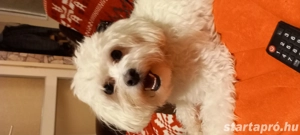 Máltai selyemszőrű fiú kutya - kép 3