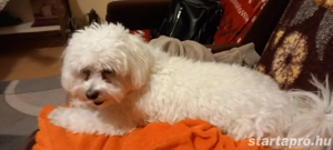 Máltai selyemszőrű fiú kutya - kép 2