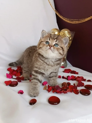 Brit kiscicák előjegyezhetőek - kép 4