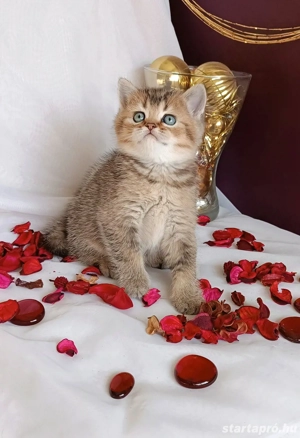 Brit kiscicák előjegyezhetőek - kép 3