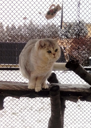 Brit kiscicák előjegyezhetőek - kép 6