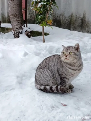 Brit kiscicák előjegyezhetőek - kép 5