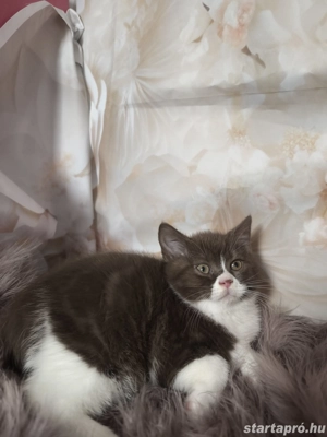 Brit csokoládé bicolour kiskandúrt eladó  - kép 3