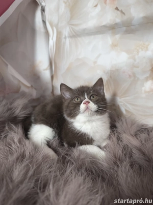 Brit csokoládé bicolour kiskandúrt eladó  - kép 2