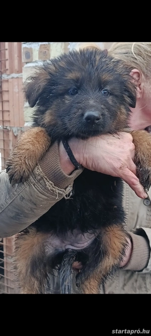 Németjuhász kiskutyák Torzskonyves szülőktől Tk nélkül  - kép 2